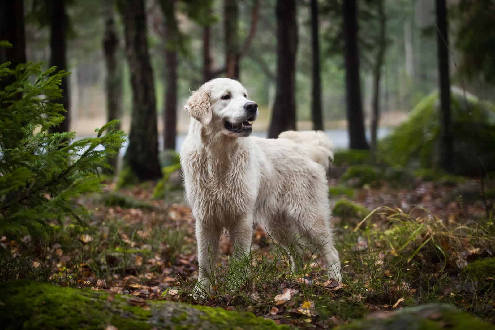 golden retriever exploring woods