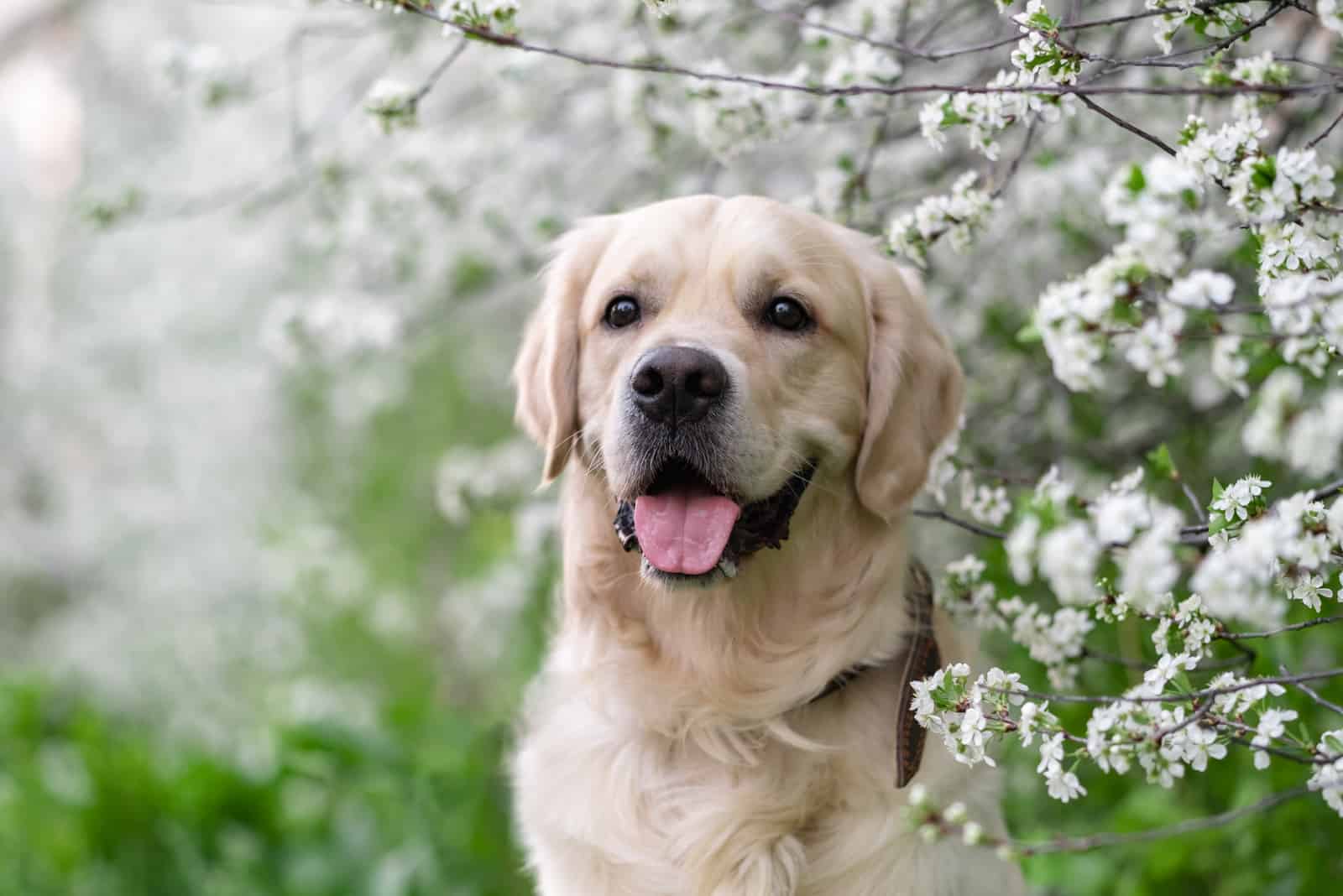 golden retriever posing next to the cherry tree