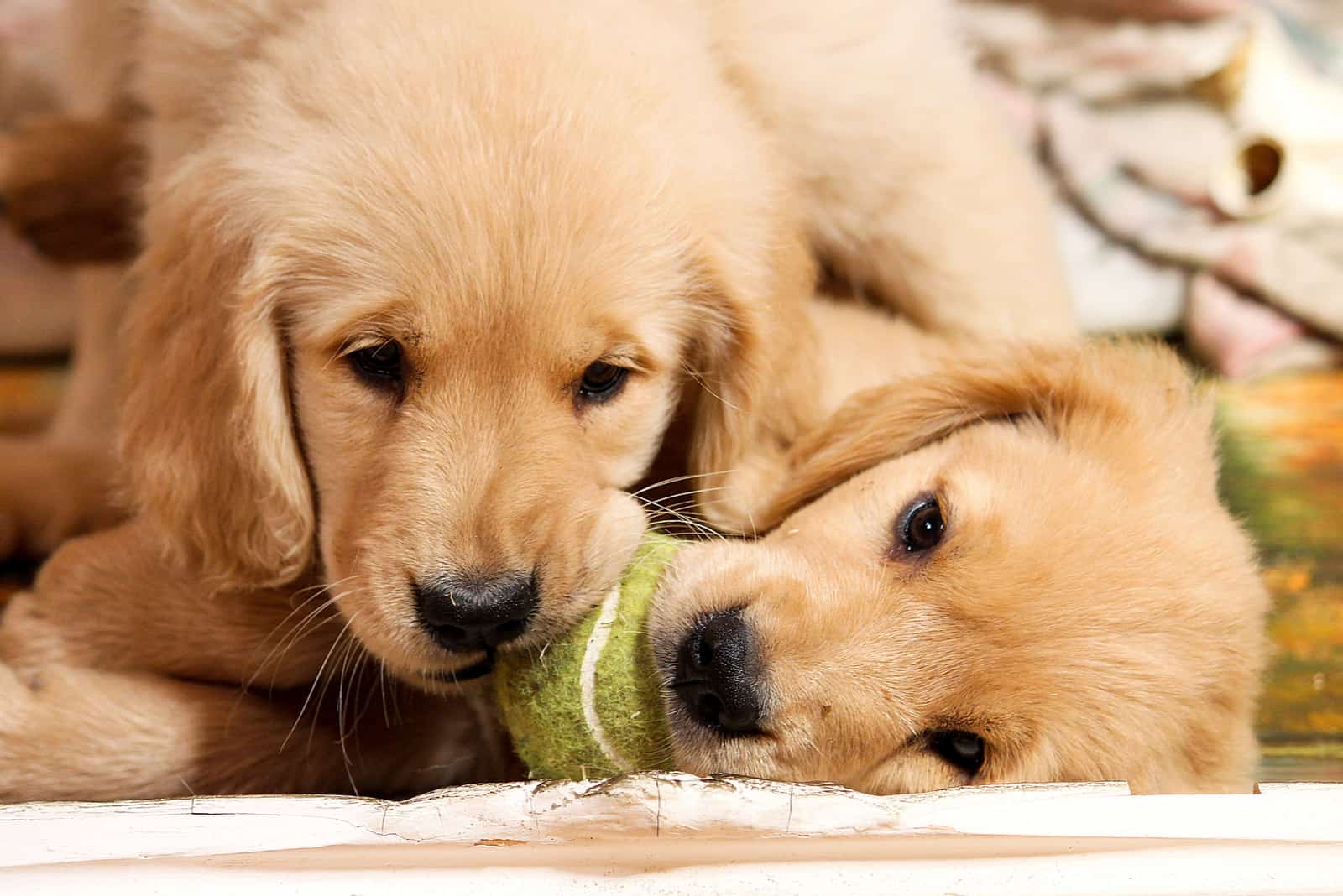 golden retriever puppies biting a tennis ball