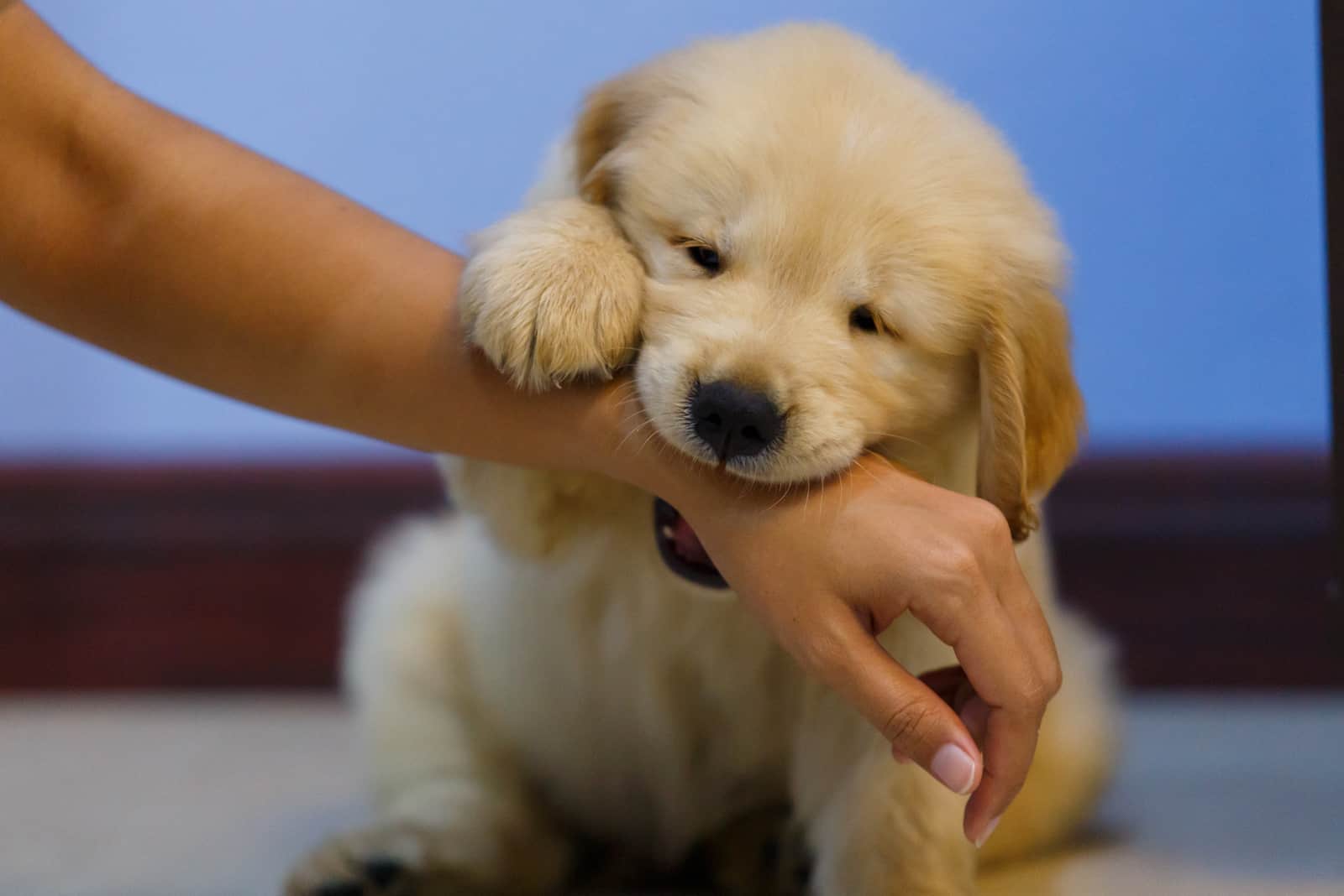 golden retriever puppy biting woman's hand