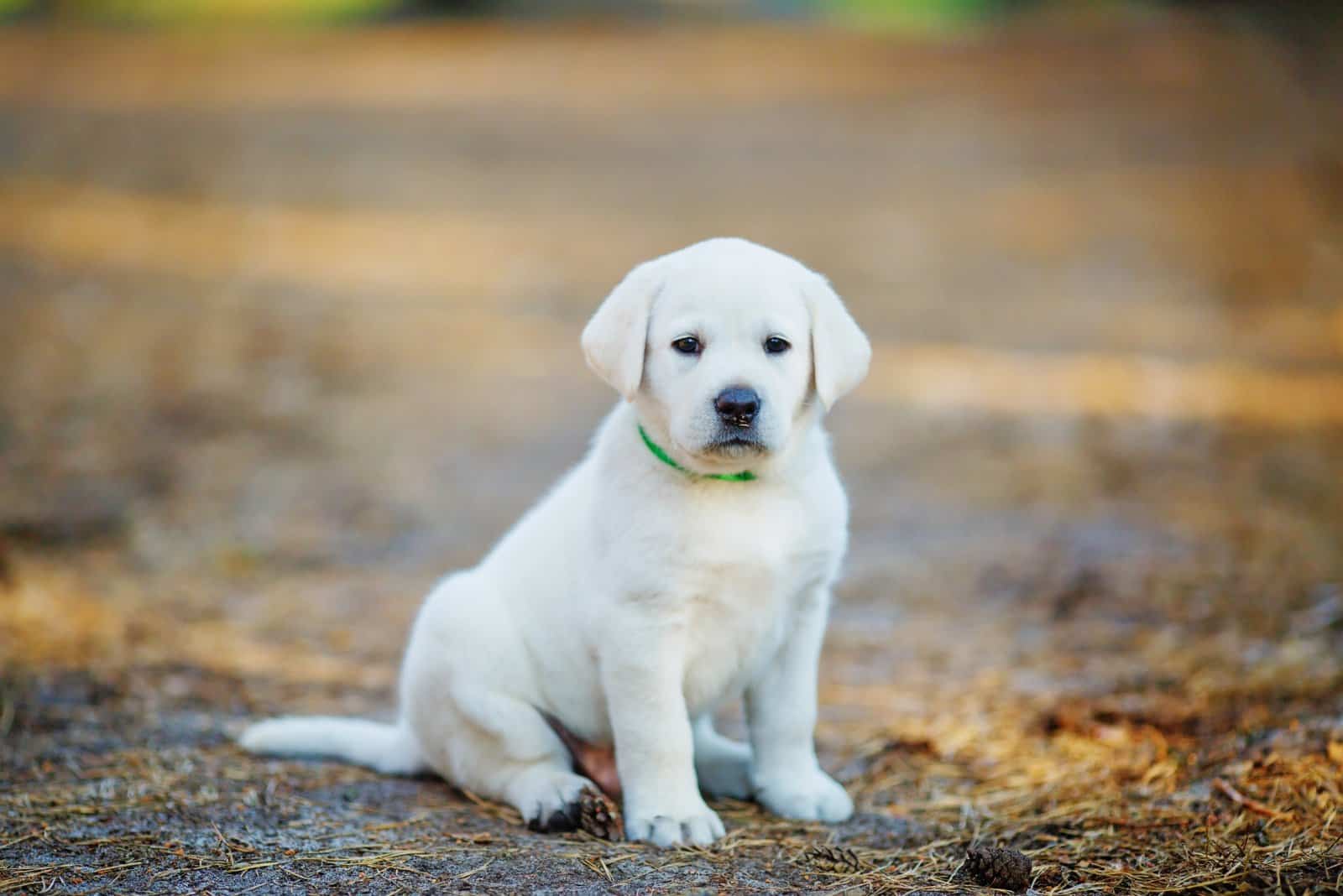 golden retriever puppy sitting in the forest