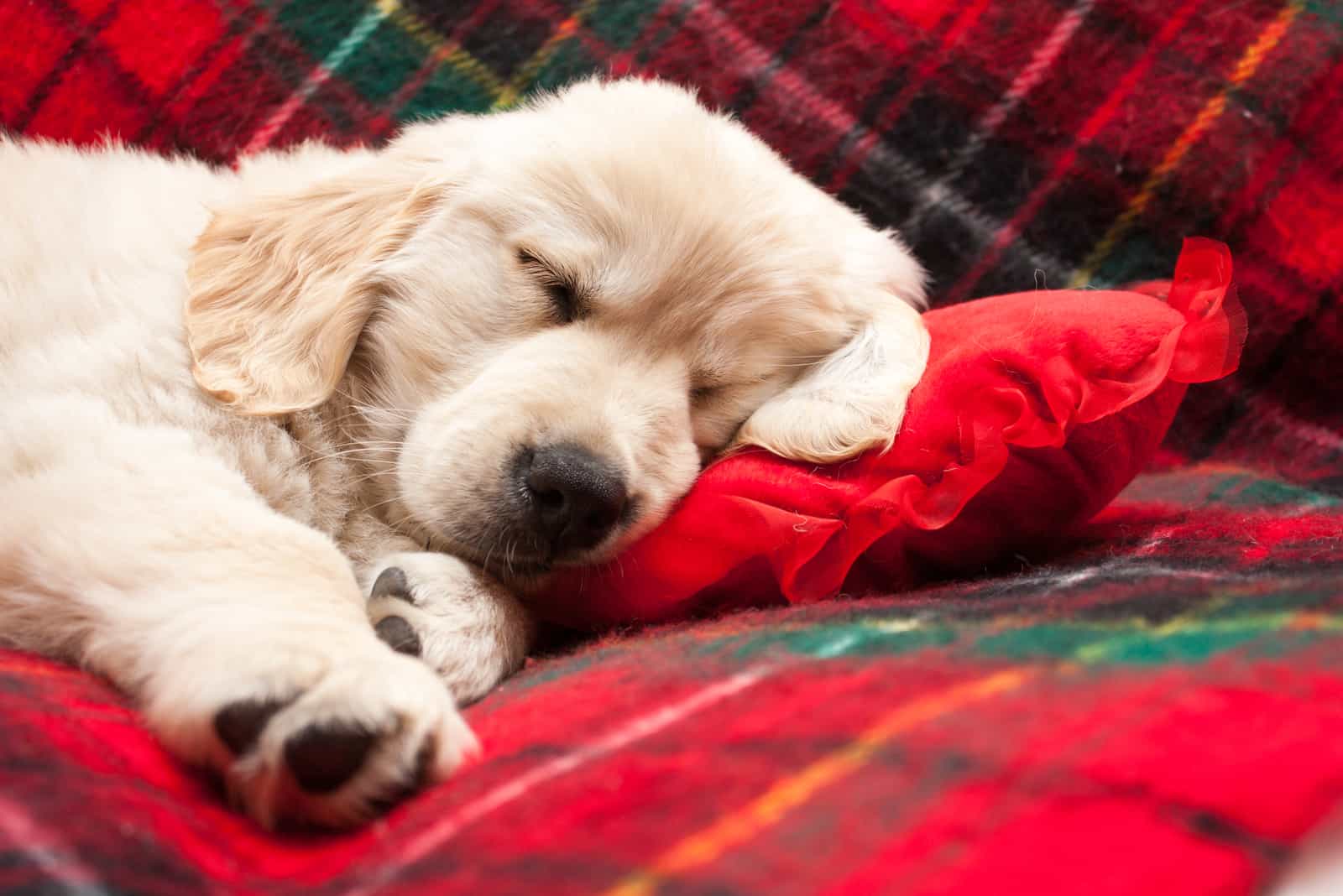 golden retriever puppy sleeping on the red bed