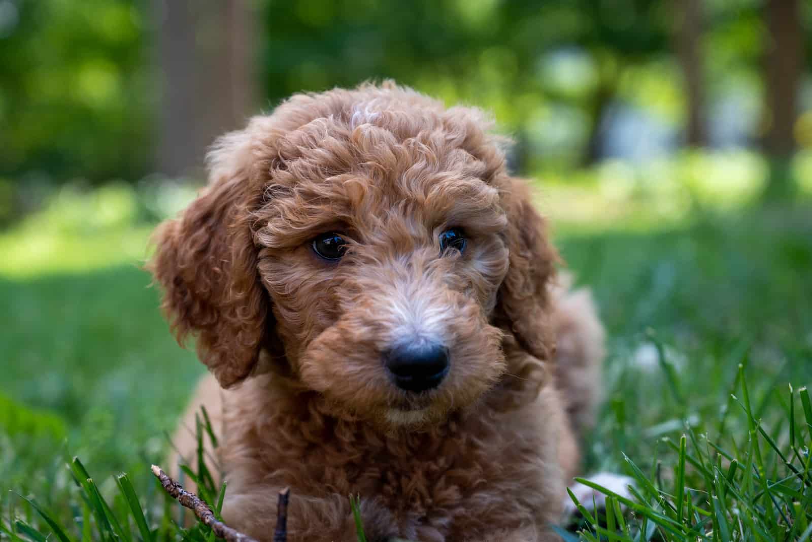 goldendoodle puppy sitting on grass