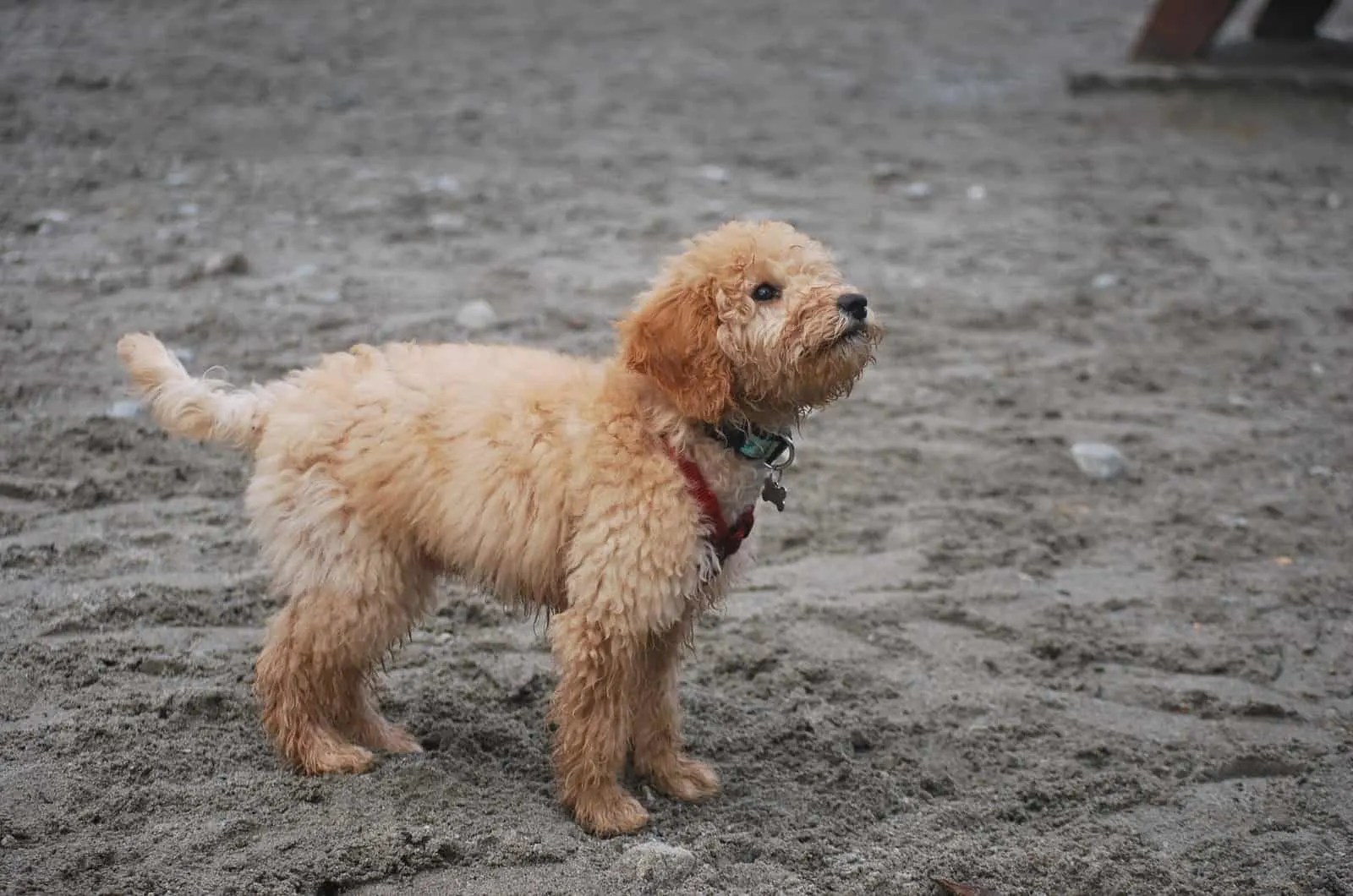 goldendoodle puppy standing in sand