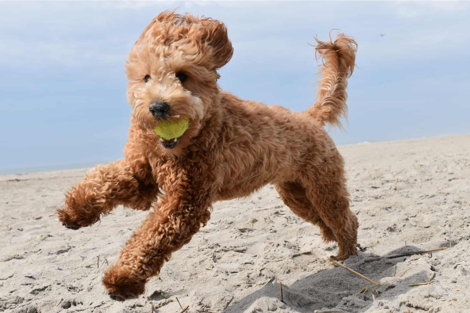 goldendoodle running on beach