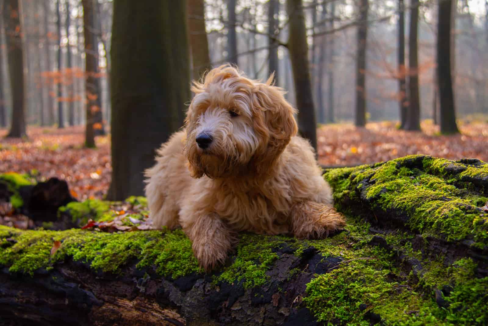 goldendoodle sitting in woods