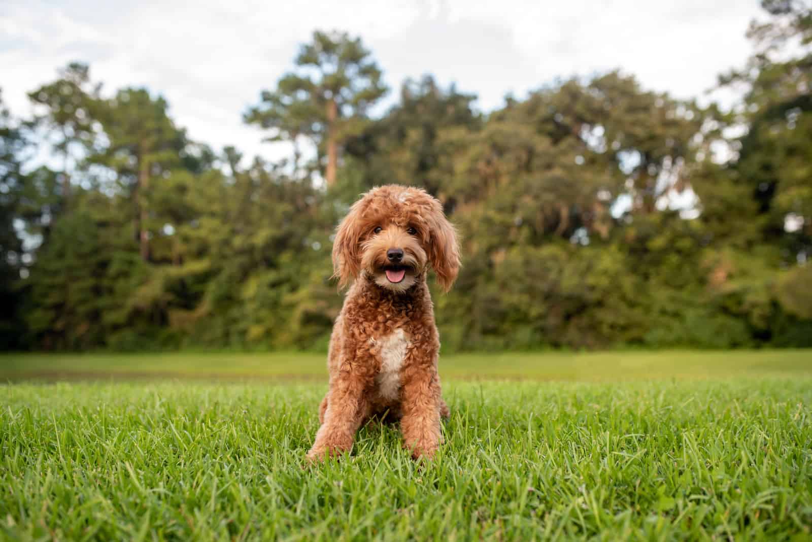 goldendoodle sitting on grass looking at camera