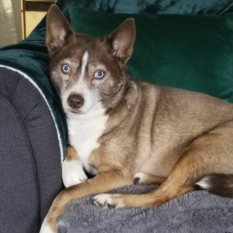 Chihuahua Husky Mix The Hybrid You Didn't Know Existed