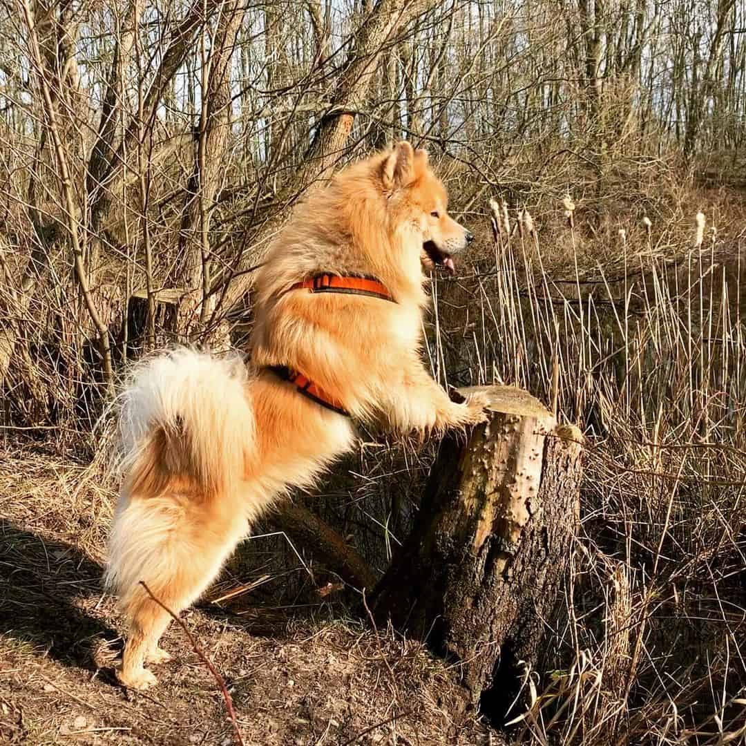 happy dog in woods