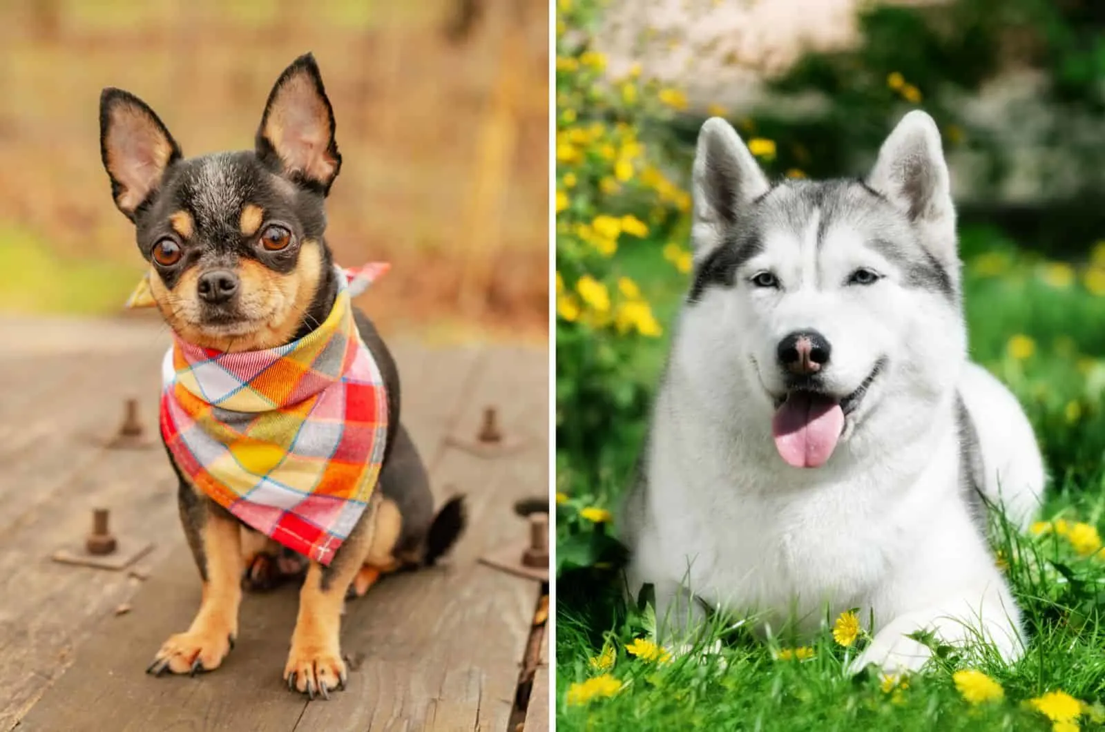 husky and chihuahua