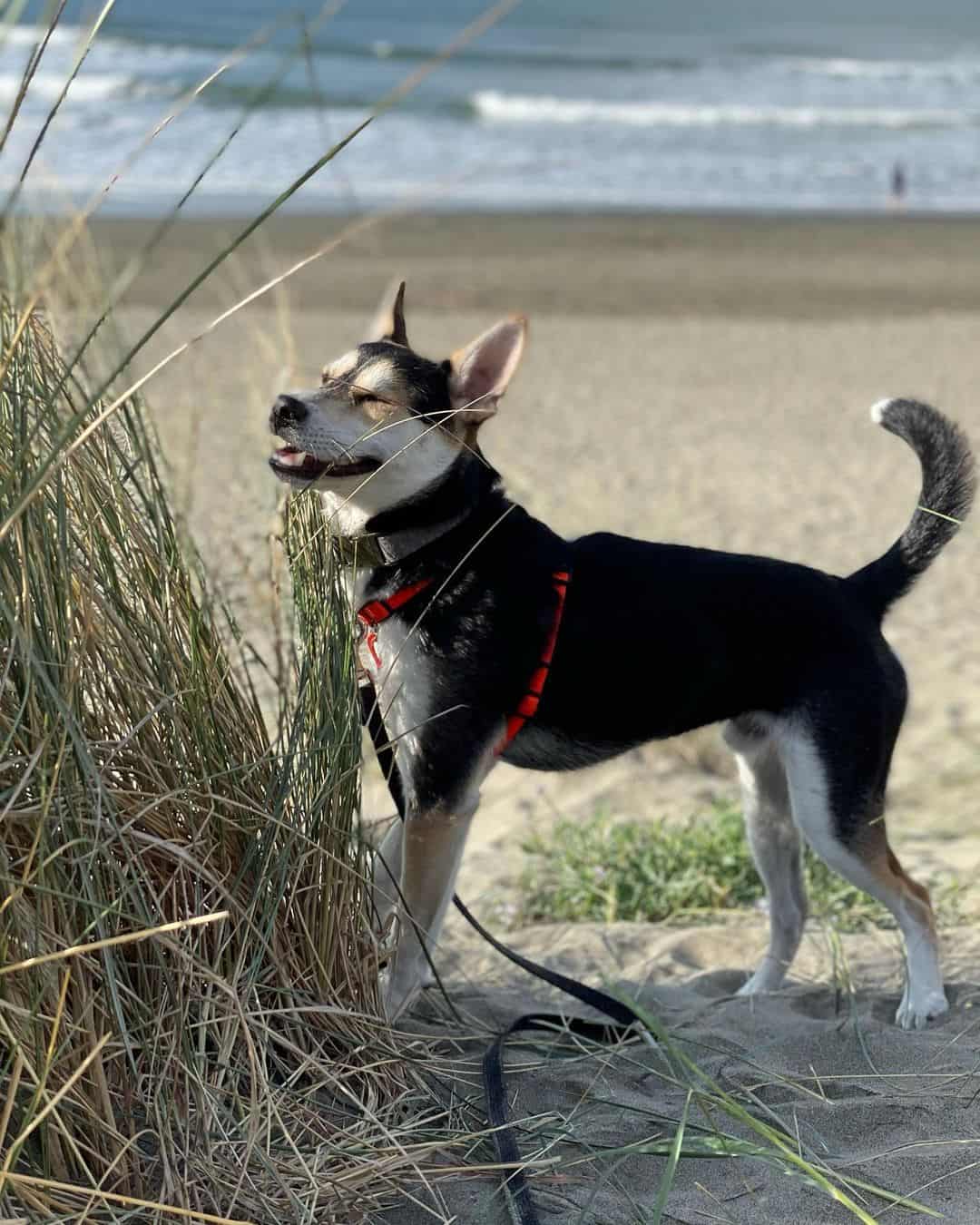 husky chihuahua mix dog photographed by the beach