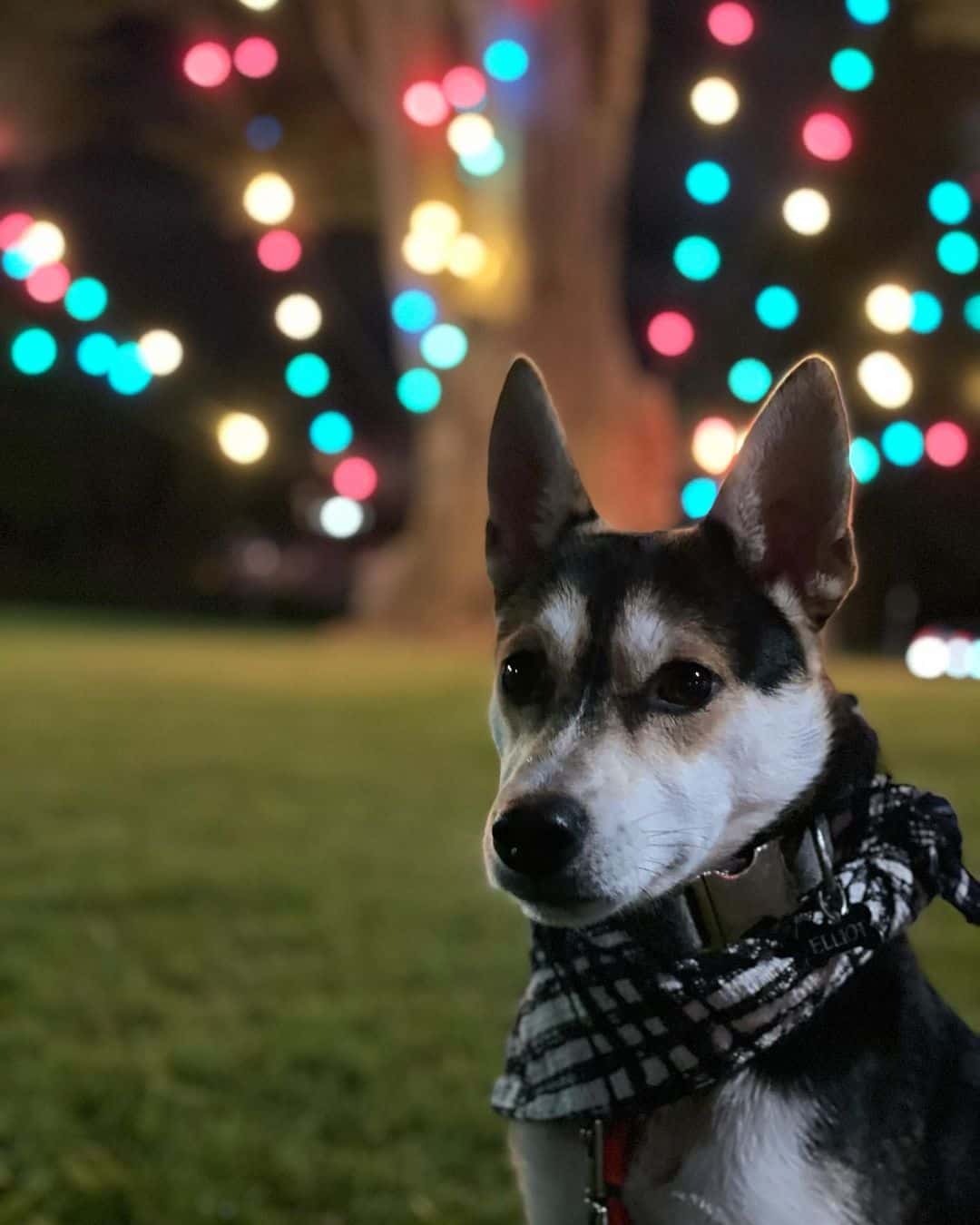 husky chihuahua mix photographed in front of the lights