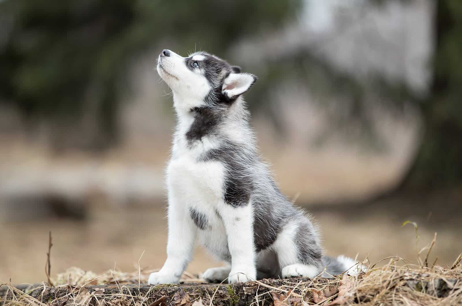 husky puppy looking up