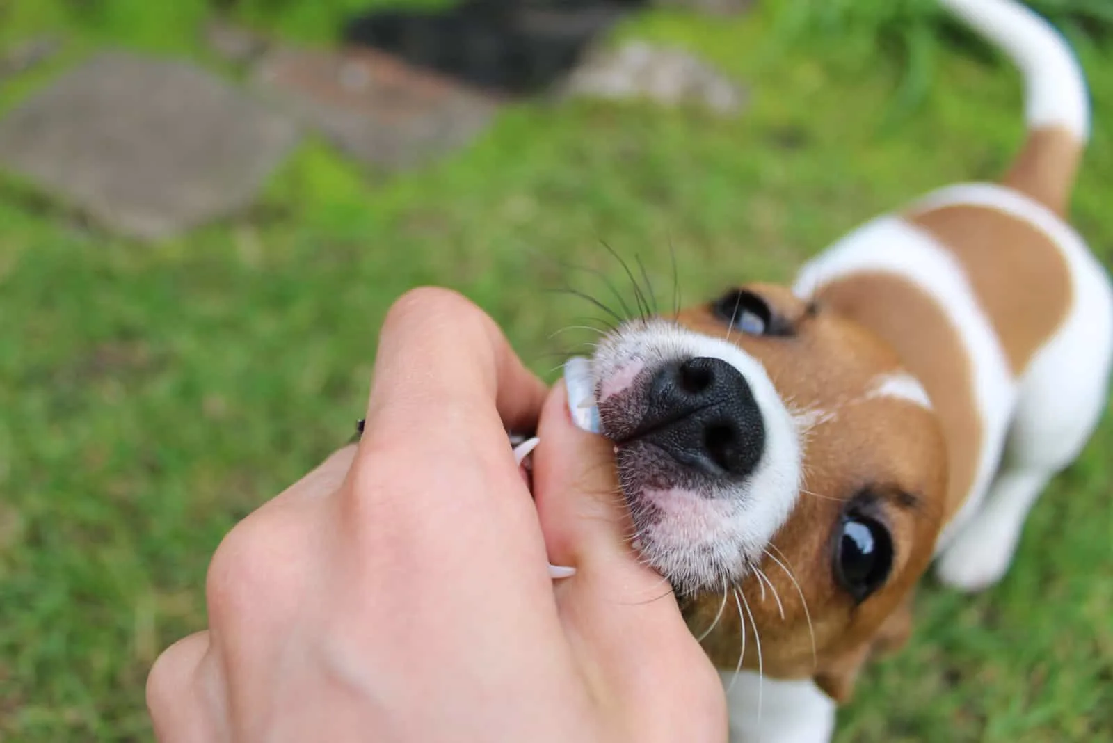 jack russell puppy biting owner