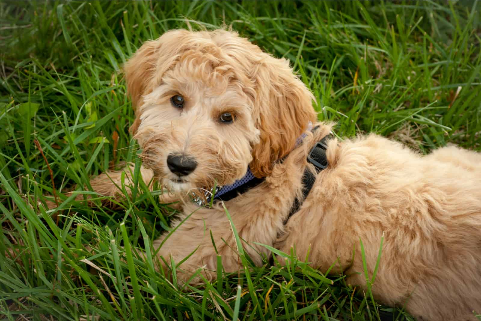  labradoodle sitting in grass looking at camera