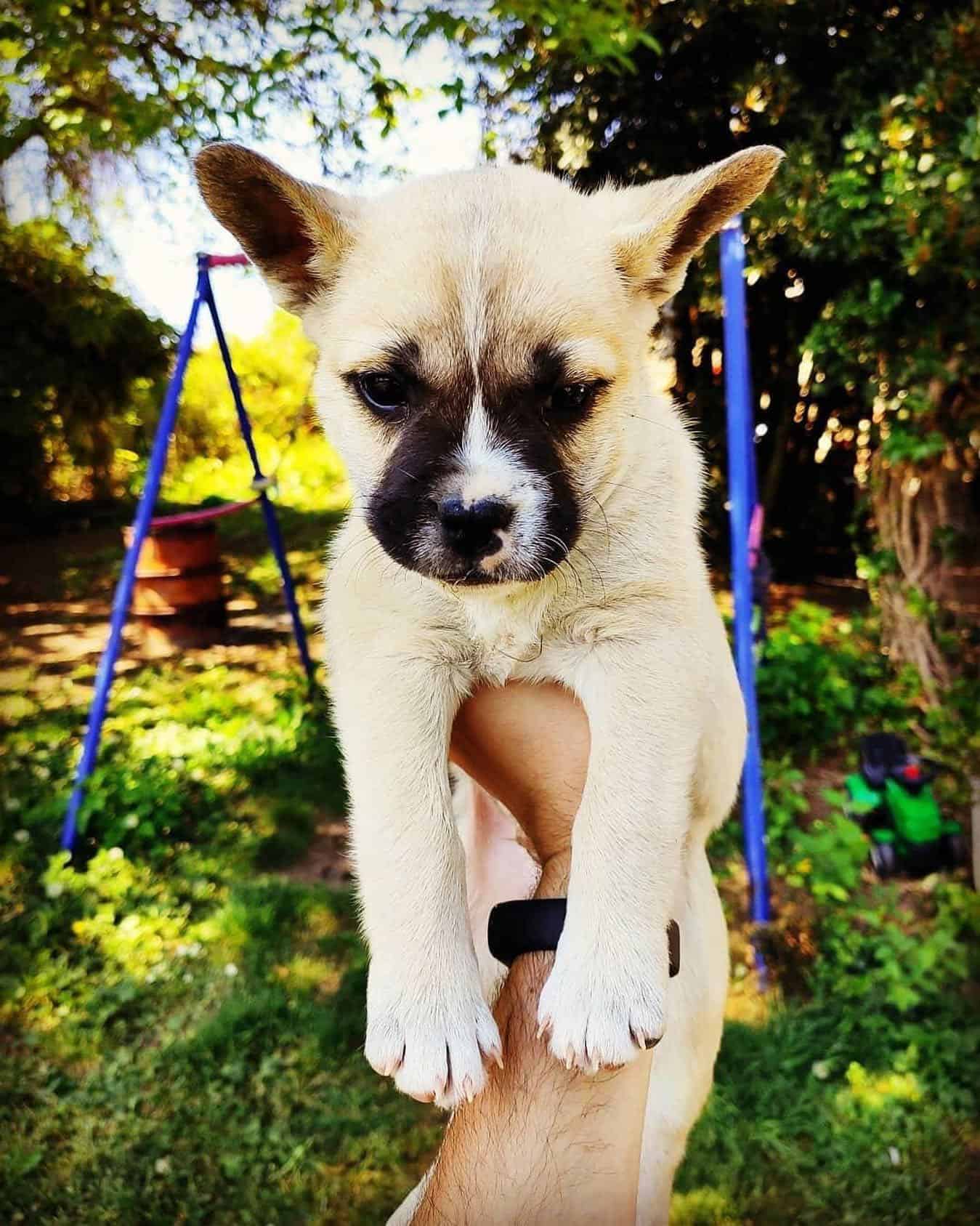 man holding a french bullsky puppie in hand