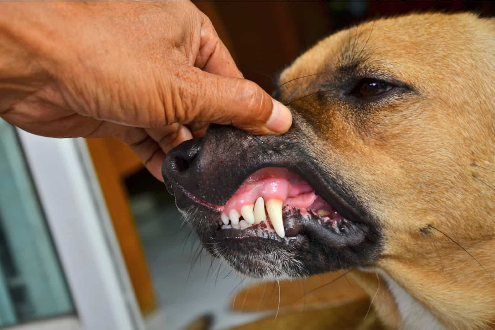 owner checking dog's gums