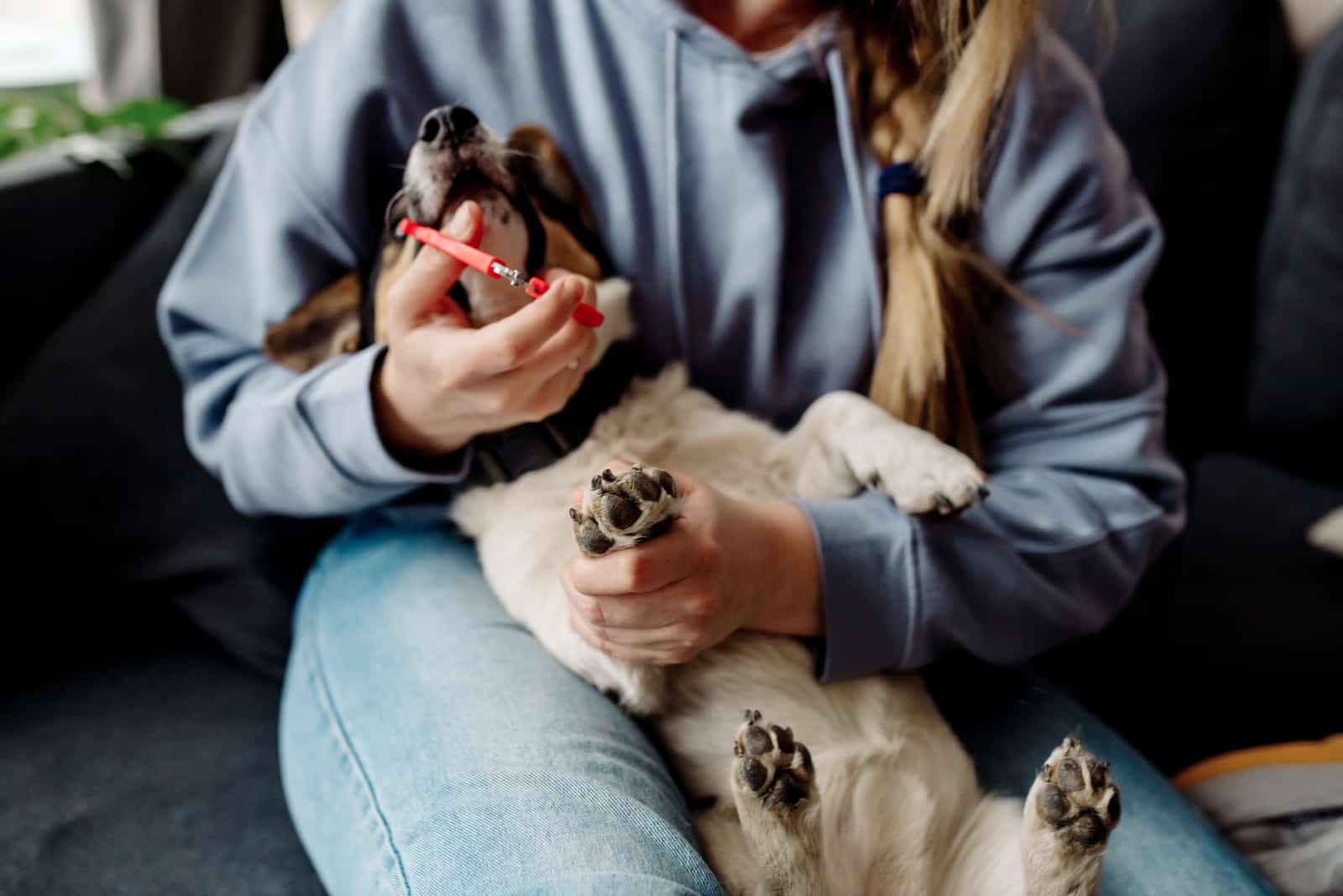 owner cutting dog's nails