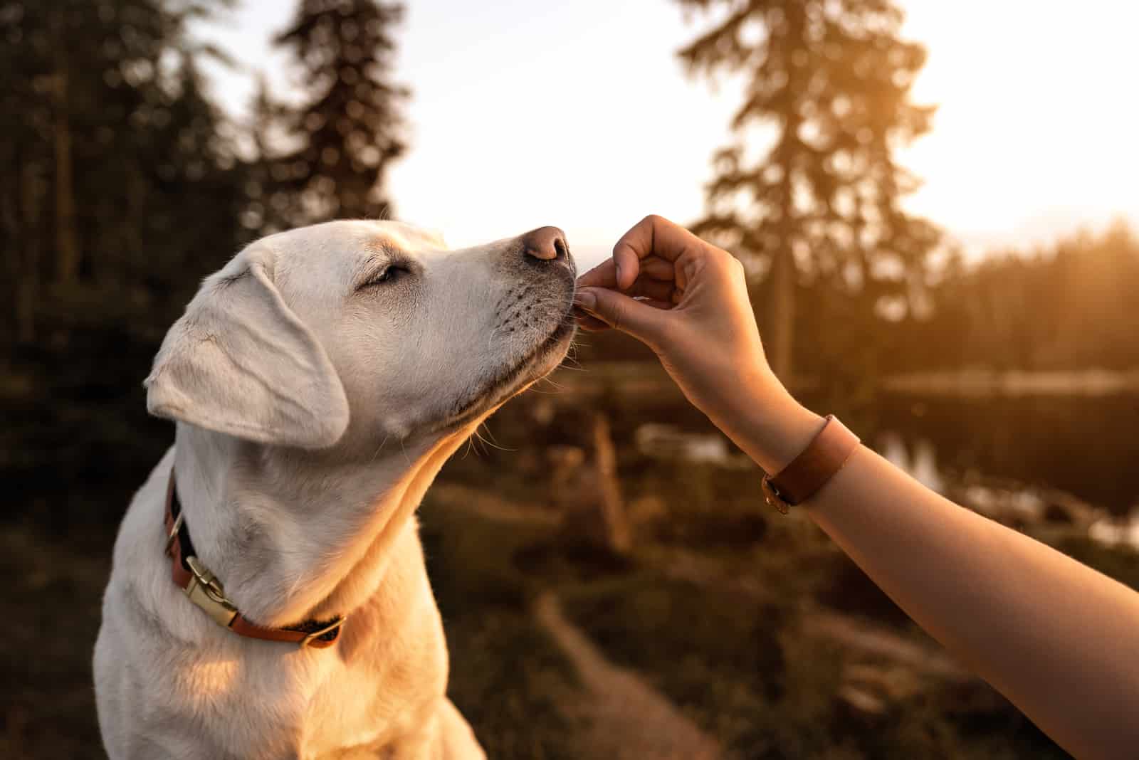 owner feeding his dog