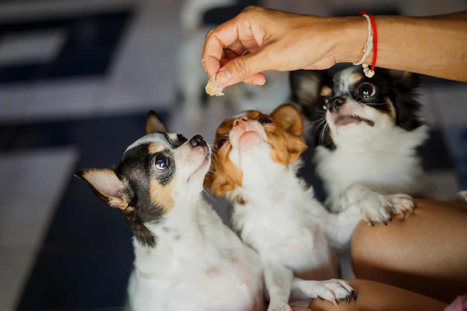 owner feeding treats to dogs