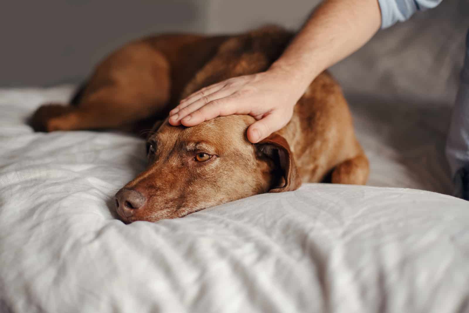 owner petting a sad dog