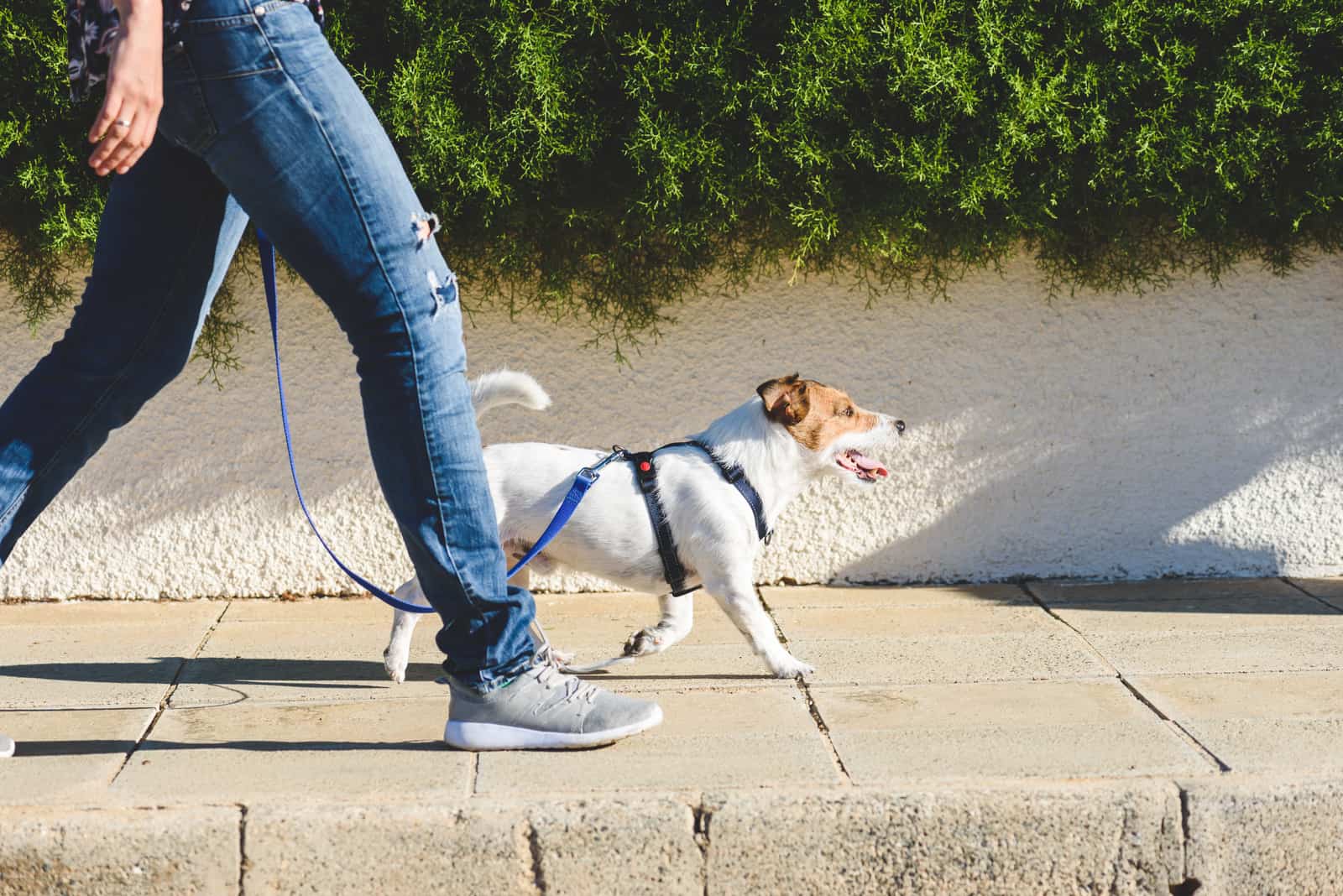 owner taking happy dog in stroll