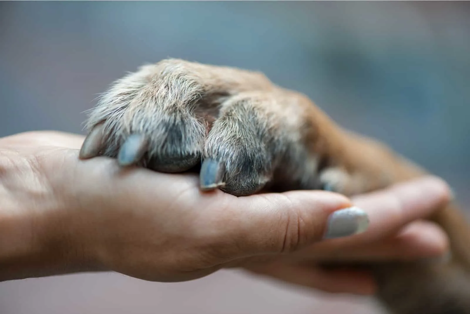 paw on human hand