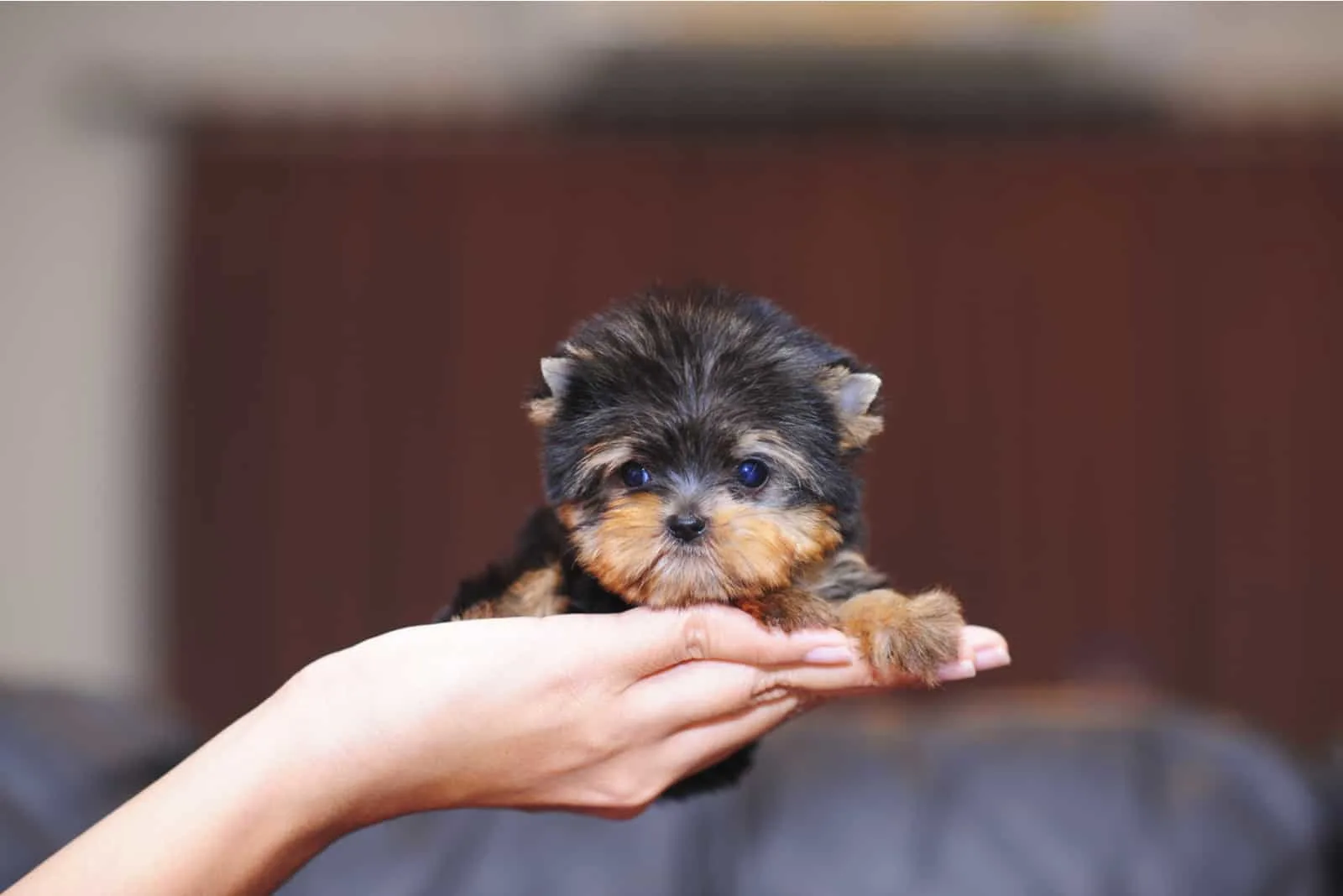 person holding a teacup yorkie
