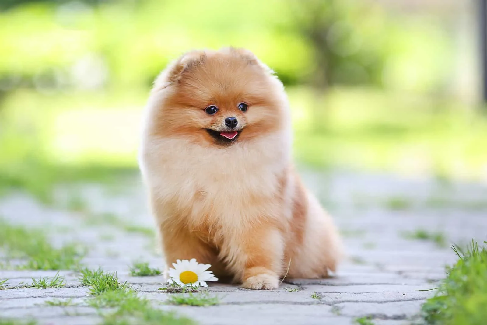 pomeranian puppy sitting outdoor with flower