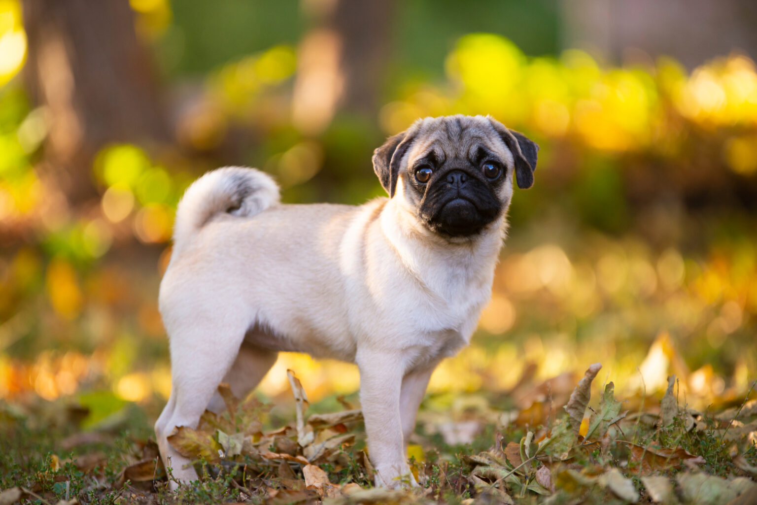 The Top 5 Most Reputable Pug Breeders In Ontario