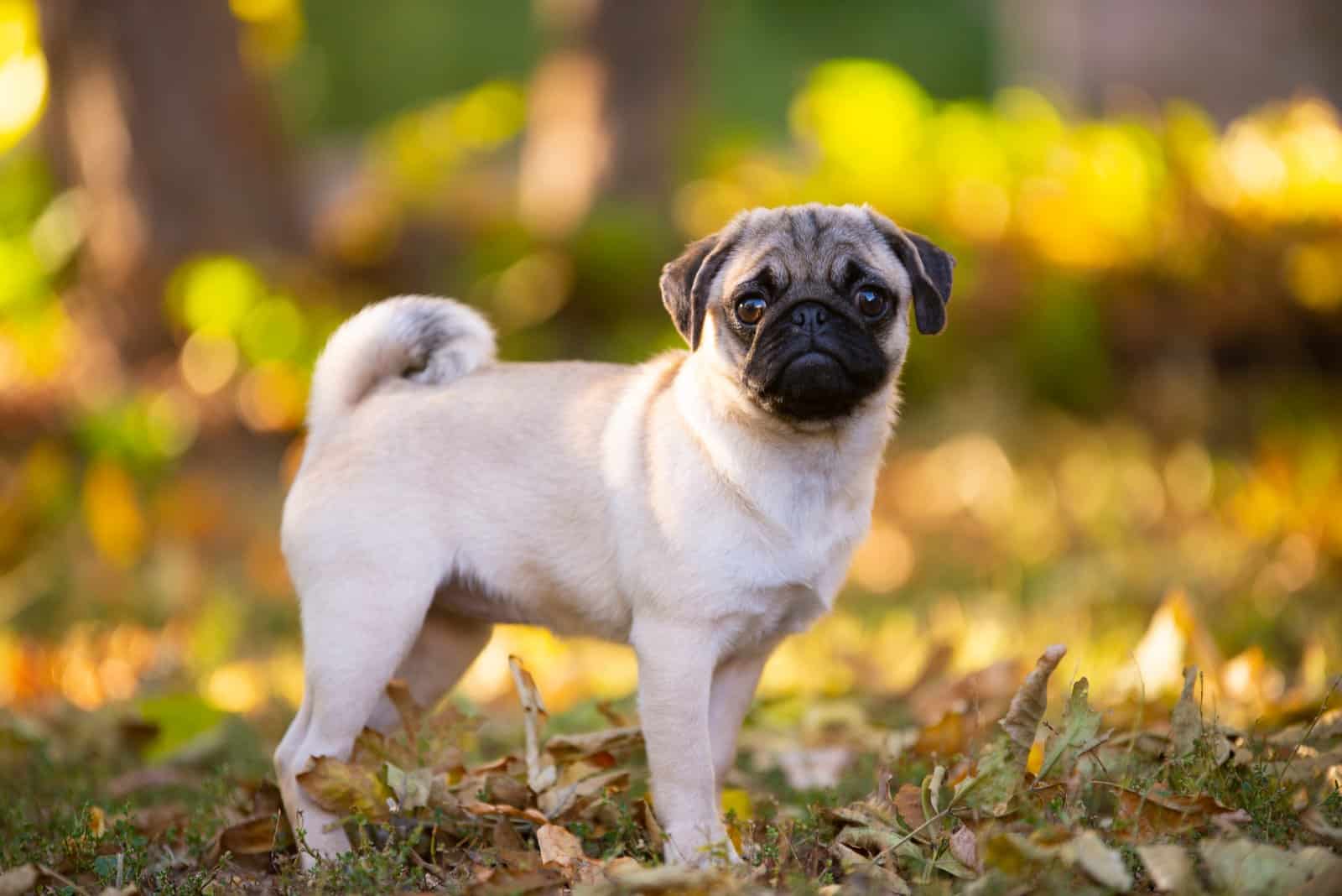 pug dog posing in the park