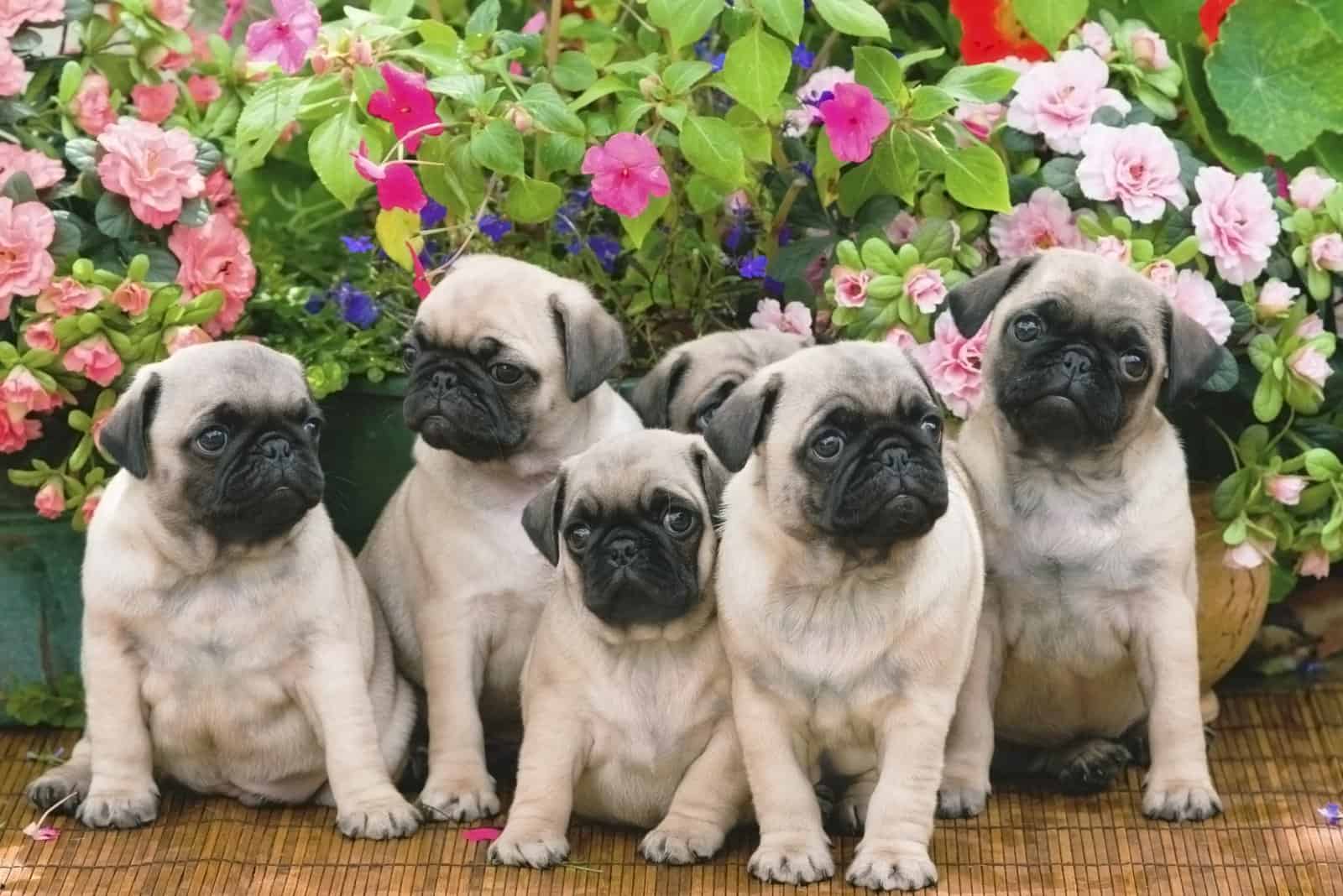 pug puppies standing in front of flower pots
