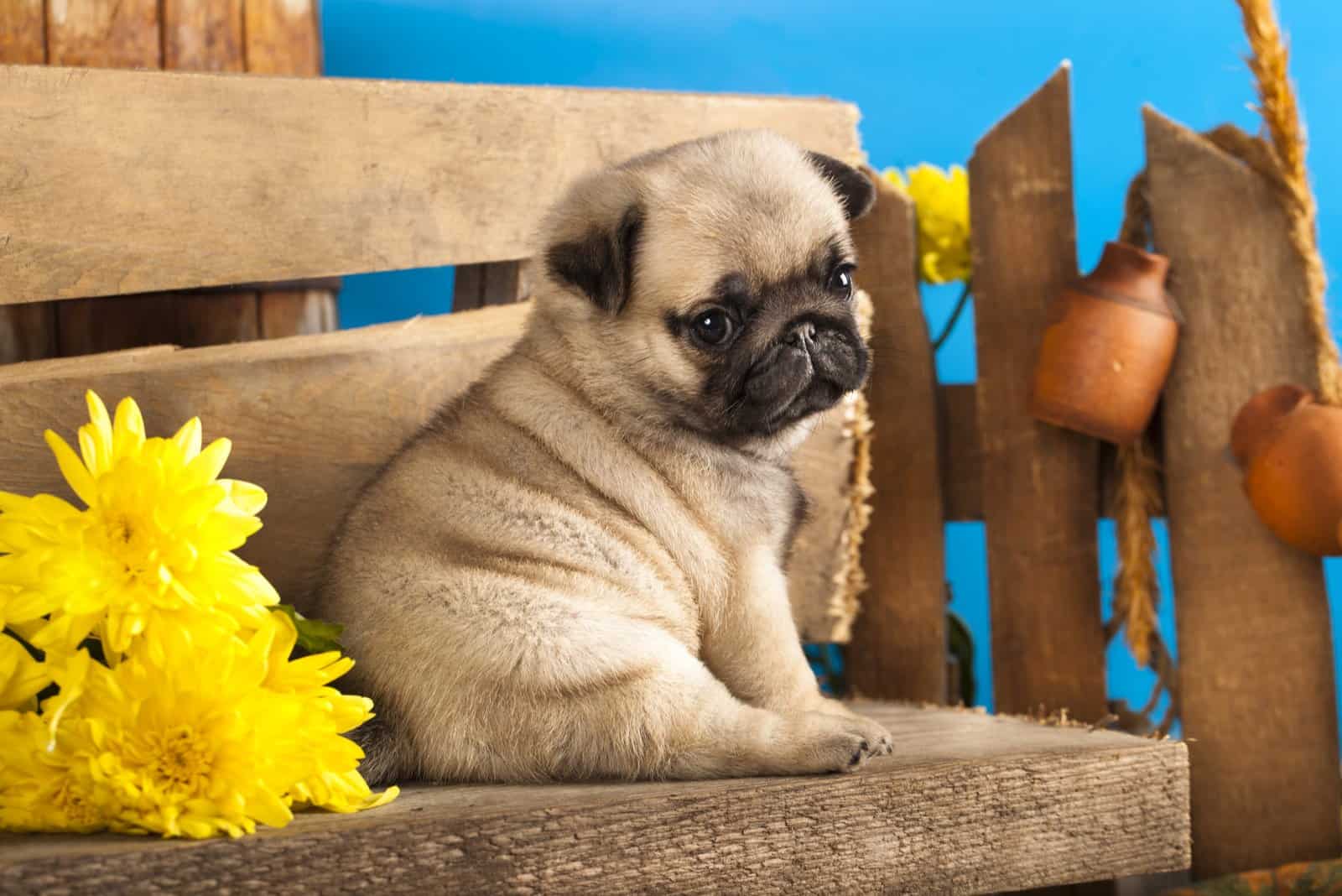 pug puppy sitting on the wooden bench