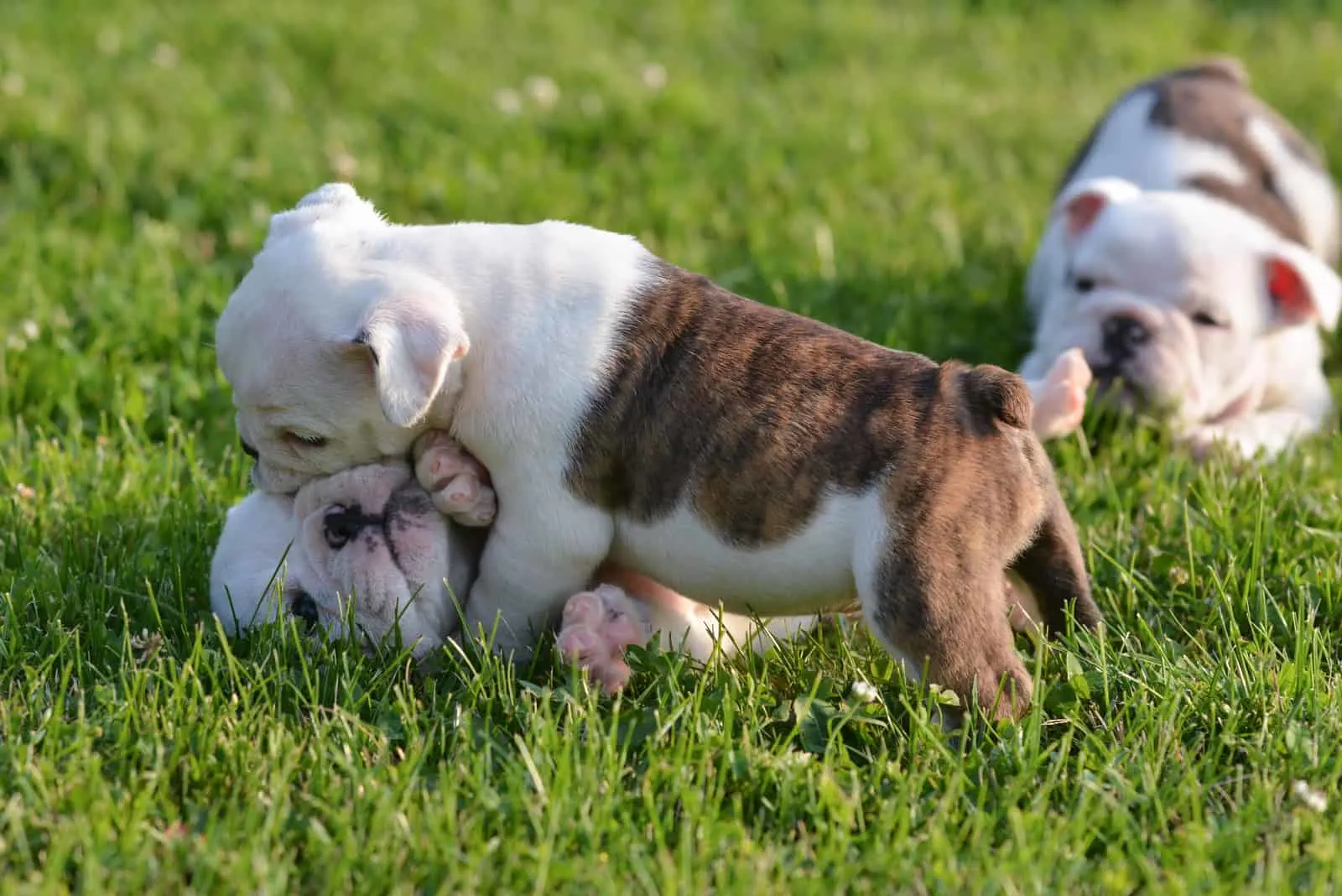 puppies playing in grass