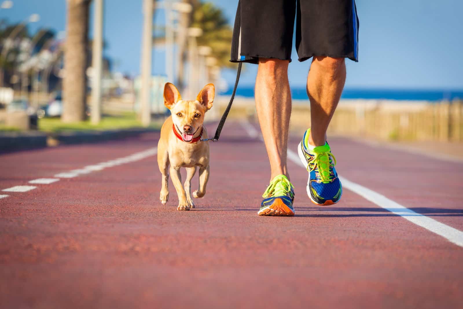 puppy and owner running