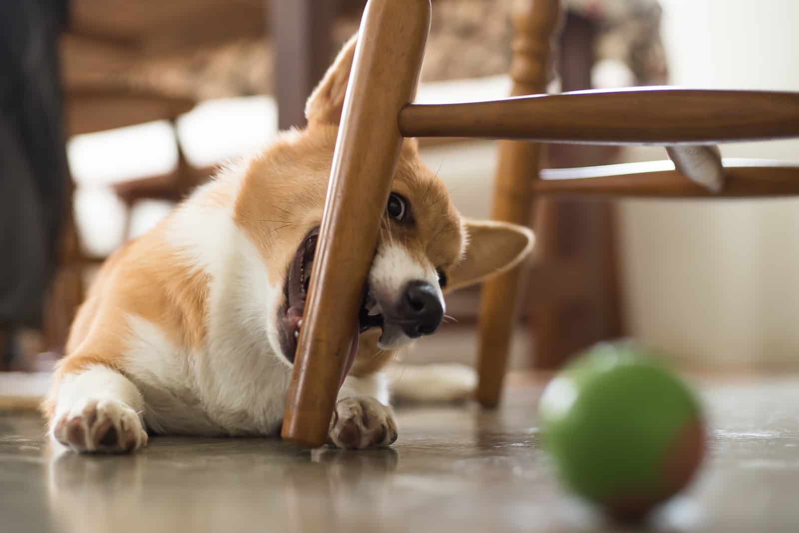 puppy biting chair