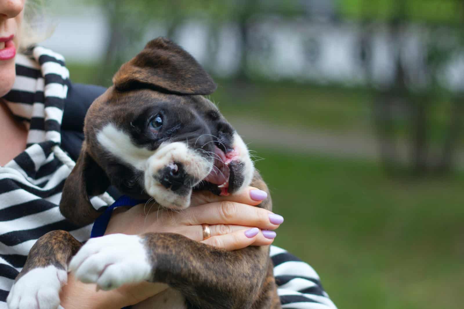 puppy biting hand of woman