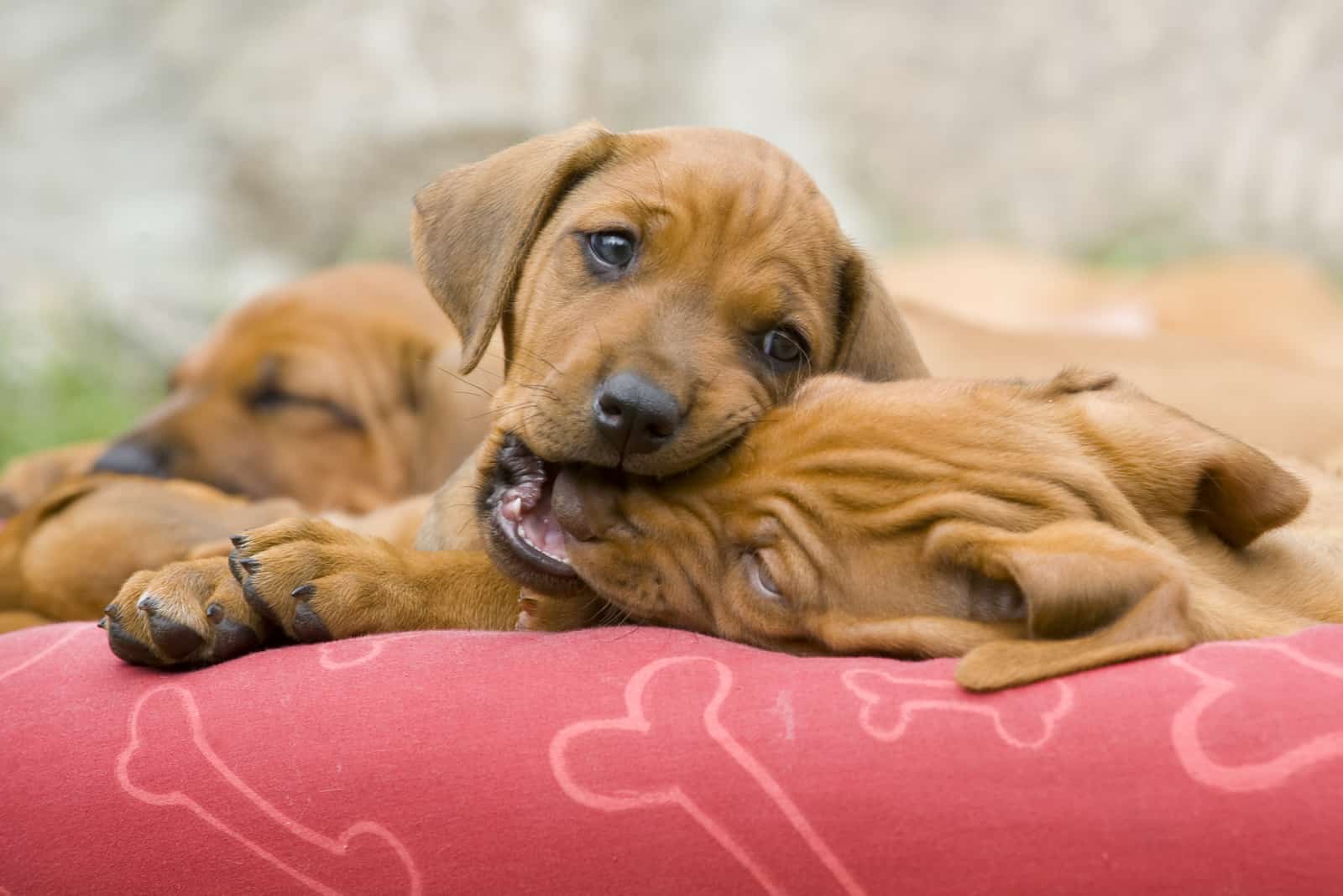 puppy biting other puppy