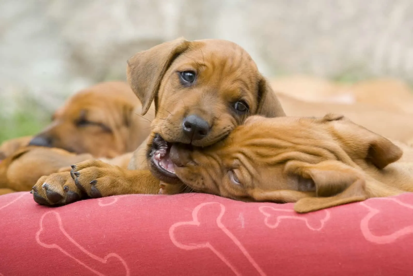 puppy biting other puppy