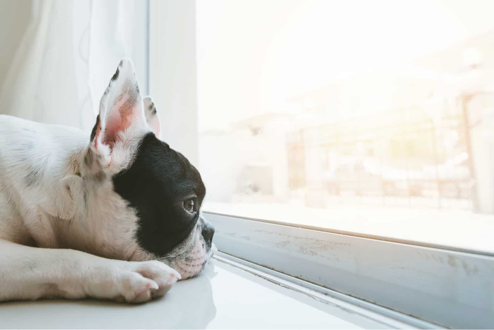 puppy looking through window