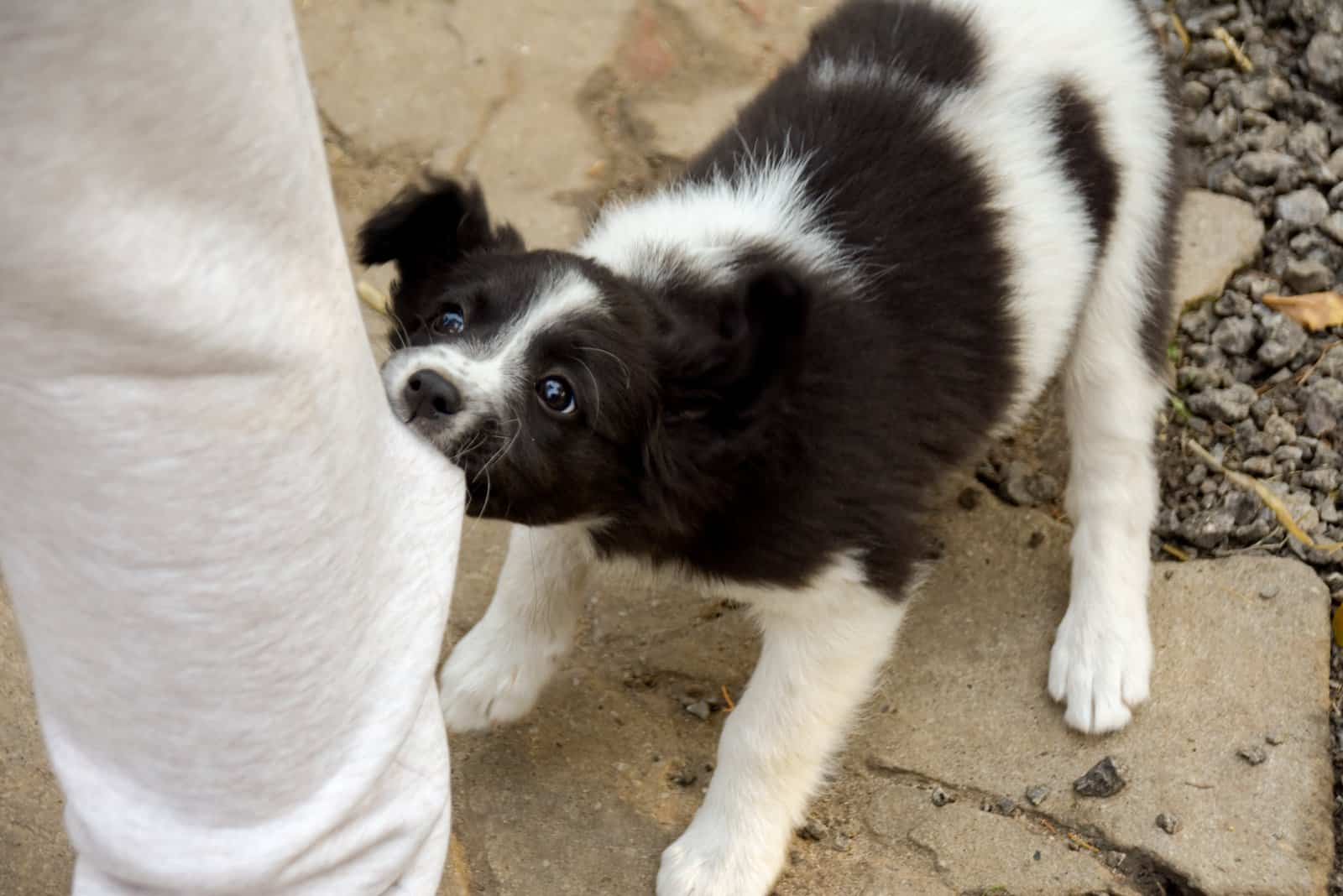 puppy pulling pants