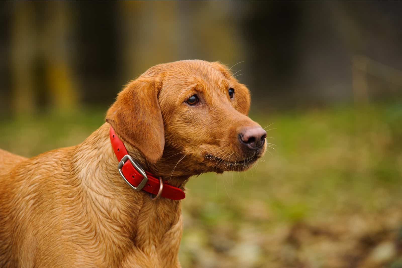 red labrador retriever