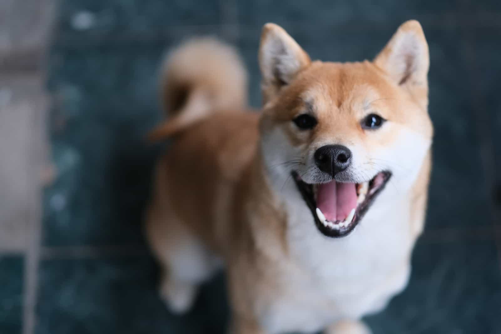 shiba inu looking up