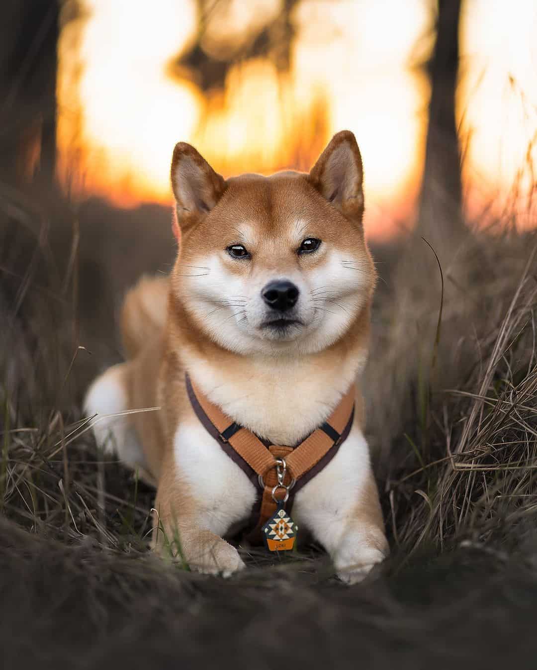 shiba inu sitting outside