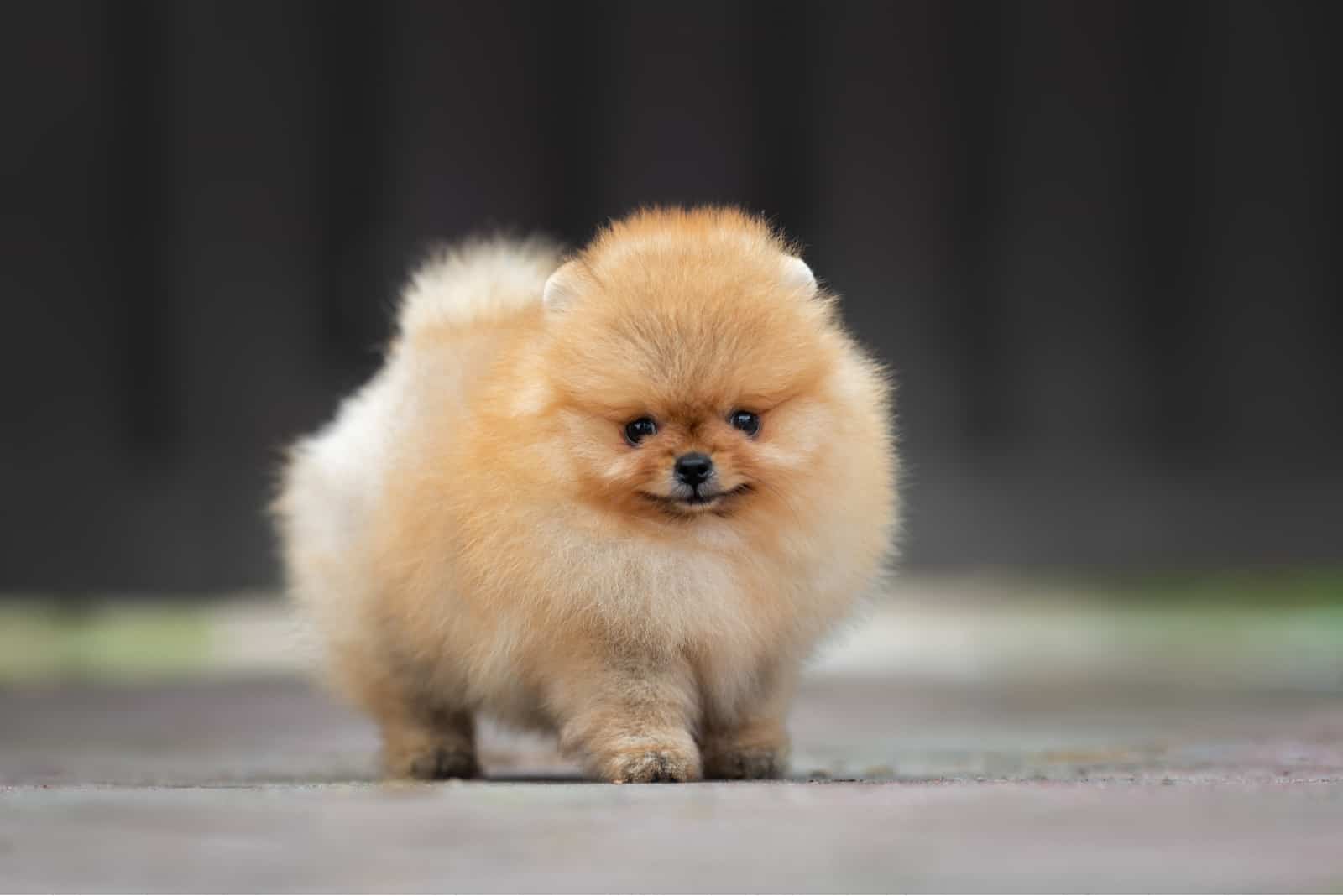 small red pomeranian spitz puppy standing outdoors