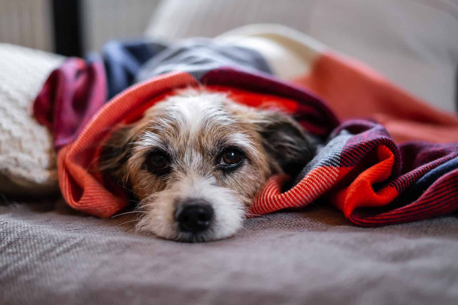 small sick dog under blanket