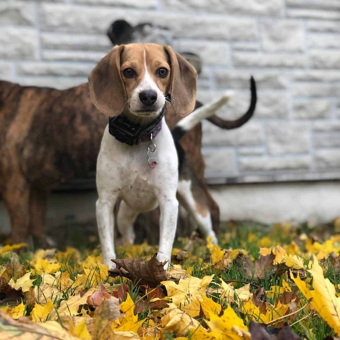 teacup beagle