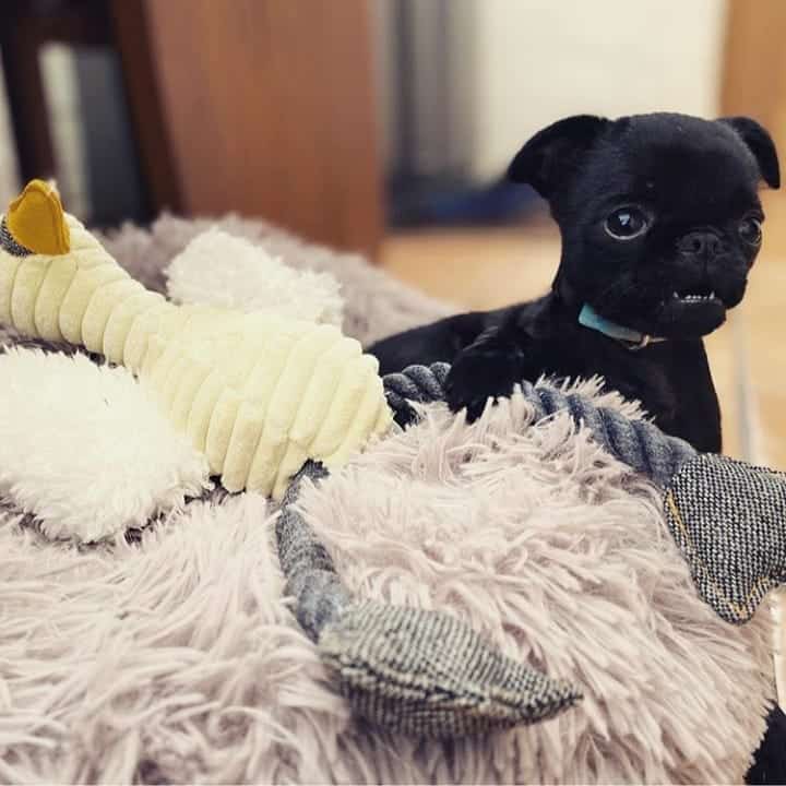 teacup brussels griffon