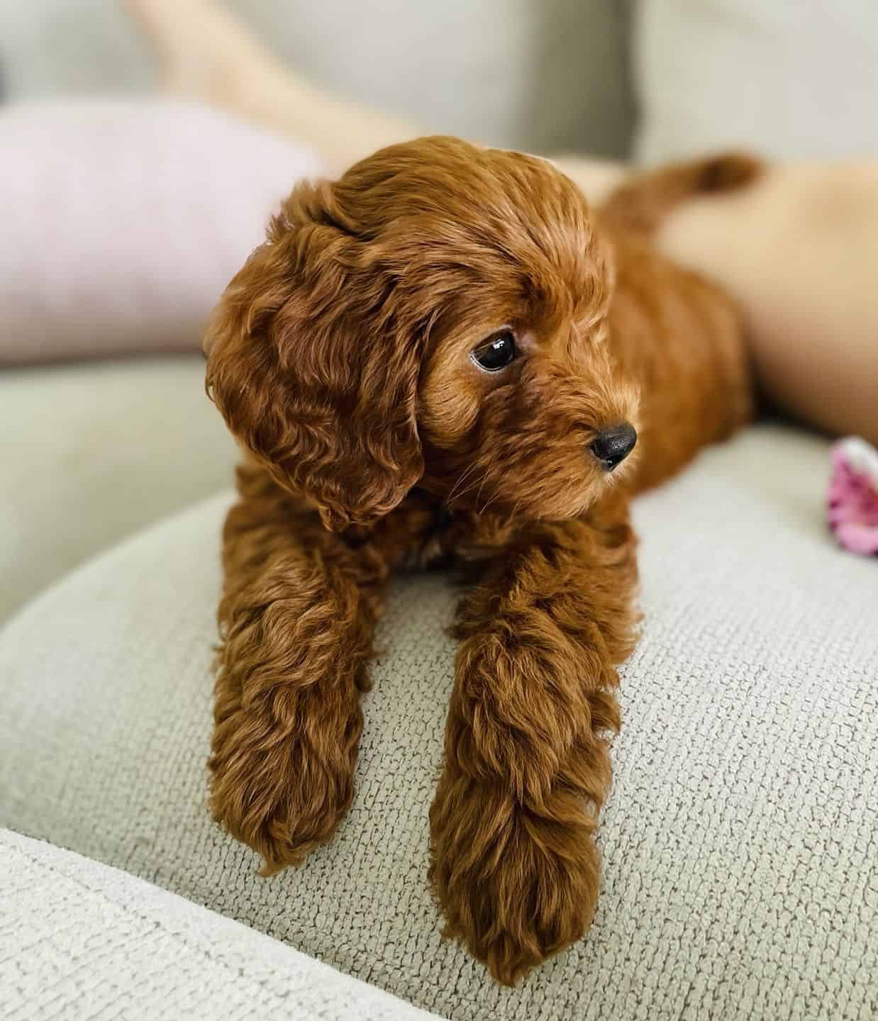 teacup cavoodle