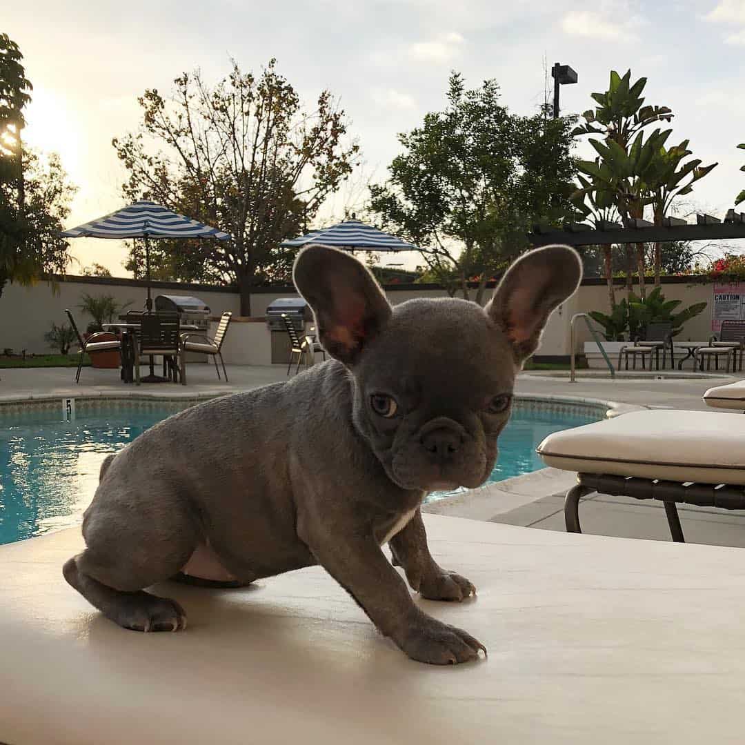 teacup frenchie